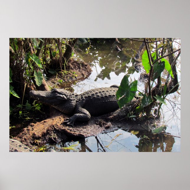 Alligator Poster (Frente)