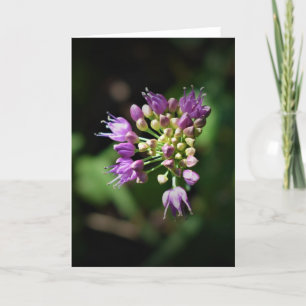 Allium, cartão