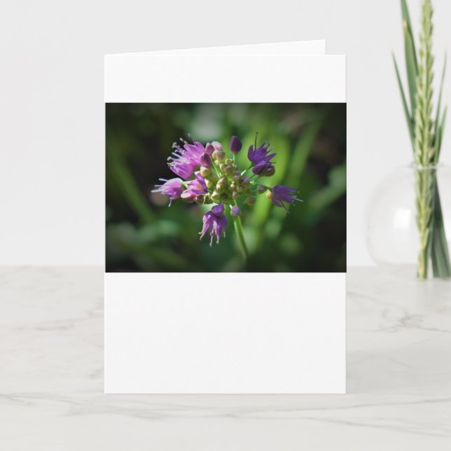 Allium, cartão (Frente)