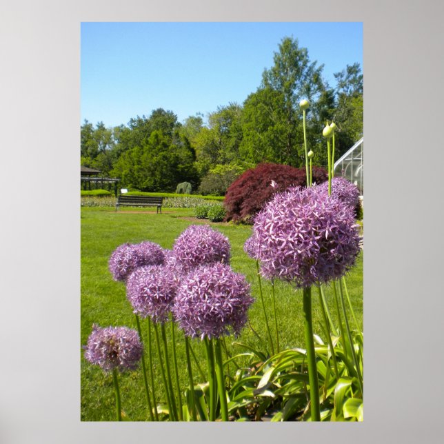 Allium Giganteums na Poster do jardim (Frente)