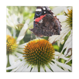Almirante Borboleta sobre Flor