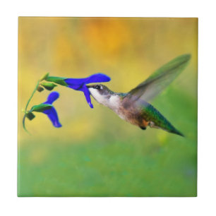Almoço do colibri
