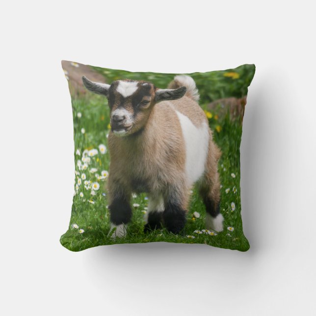 Almofada Adorável Criança anão nigeriano de cabra (Frente)