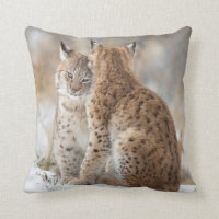 Amor do lince