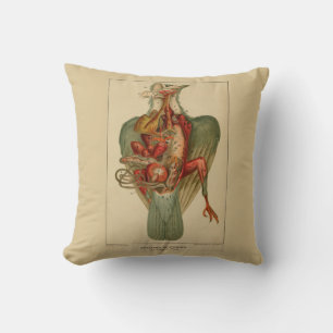 Almofada Anatomia de um Pombo