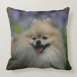 Almofada Ânsia de Pomeranian