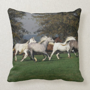 Almofada Árabes que funcionam no campo