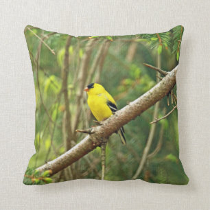 Almofada Aves canoras americanas do Goldfinch - tristis do