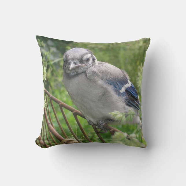 Almofada Baby Blue Jay (Frente)