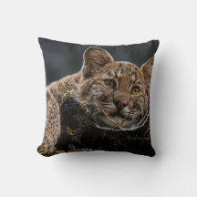 Baby Bobcat Mentindo em árvore