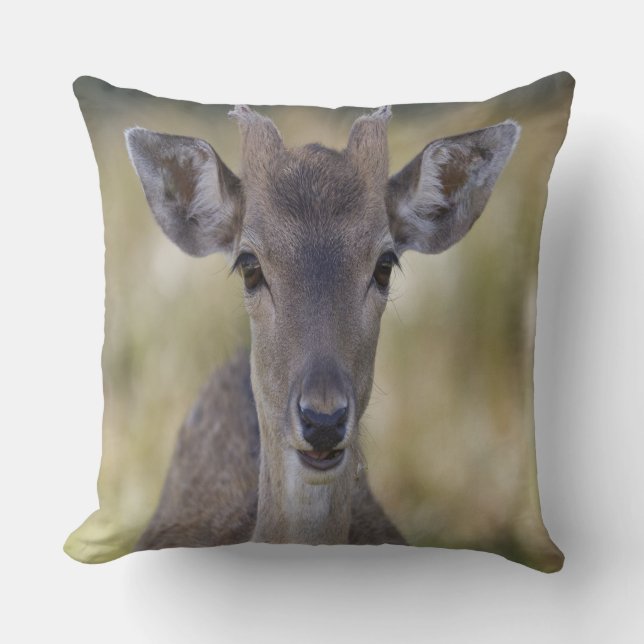 Almofada Baby Fawn Buck (Frente)