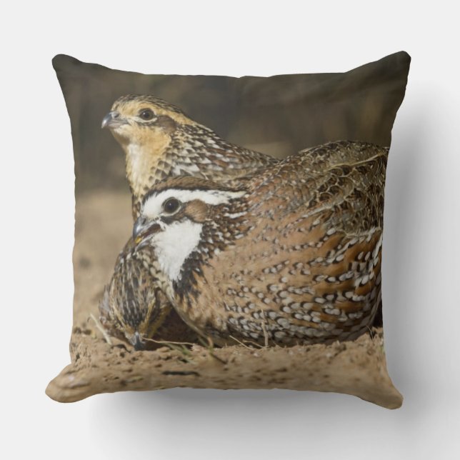 Almofada bebês de codorna Northern Bobwhite no lago para be (Frente)