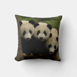 Almofada bebês de panda gigante (Ailuropoda melanoleuca)