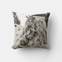 Belo Cavalo Appaloosa, Ocidental