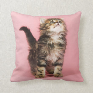 Almofada Bonito no gatinho cor-de-rosa