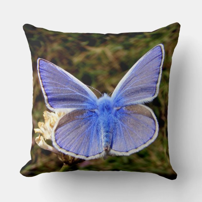 Almofada Borboleta Azul Anã (Frente)