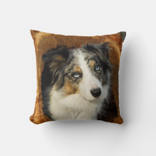 Almofada Borda Collie é um cão fofo