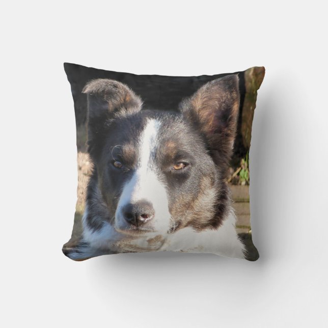 ALMOFADA BORDER COLLIE (Frente)