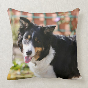 Almofada Border collie que arfa 1