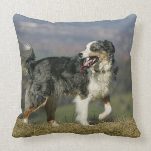 Almofada Border collie que arfa 2