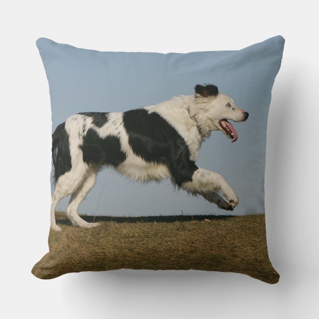 Almofada Border collie que funciona 2 (Frente)
