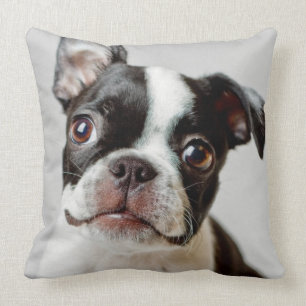 Almofada Boston Terrier