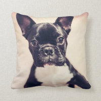Buldogue Francês