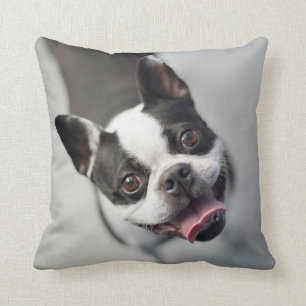 Almofada Buldogue francês das imagens de Getty