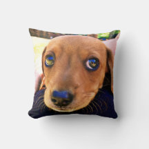 Cachorro Cachshund Puppy Castanho