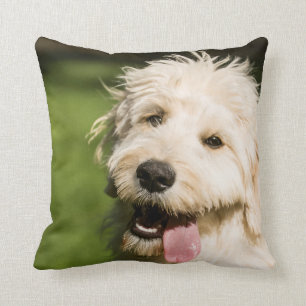 Almofada Cachorro de Dourado