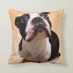 Almofada Cão de Boston Terrier