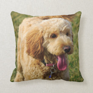 Almofada Cão dourado adorável do Doodle