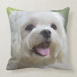 Almofada Cão maltês branco