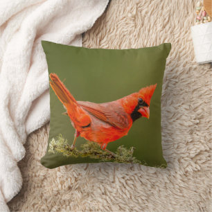 Almofada Cardinal macho no galho