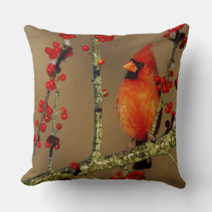 Almofada Cardinal-vermelho macho empoleirado, IL