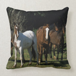 Almofada Cavalos selvagens 1 do mustang