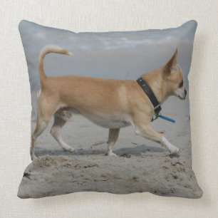 Almofada Chihuahua na praia