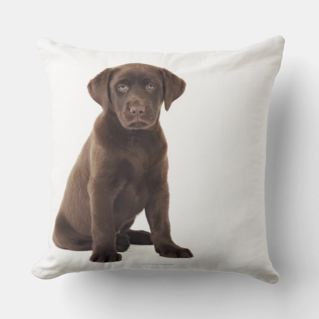 Almofada Chocolate Labrador Retriever Puppy (Frente)