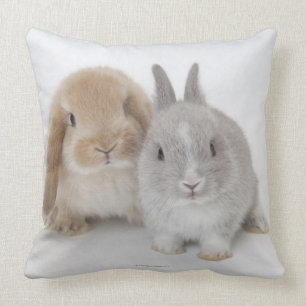 Almofada Coelhos do anão e do Holland Lop dois Netherland