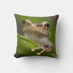 Almofada Coqui-comum, Eleutherodactylus coqui