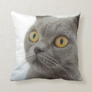 Almofada Corte Britânico de Ataque de Gato Curto