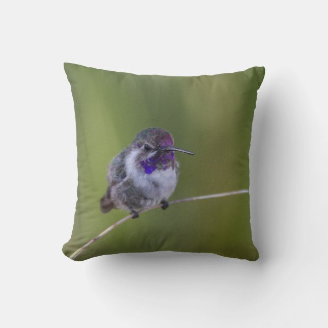 Almofada Costa's Hummingbird em agosto (Frente)