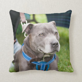 Almofada Coxim do lance de Staffie