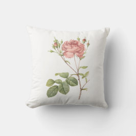 Almofada Cumberland aumentou por Redouté