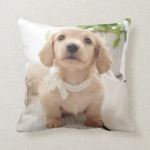 Almofada Dachshund diminuto