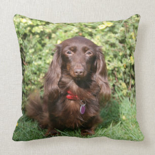 Almofada Dachshund diminuto de cabelos compridos de Brown