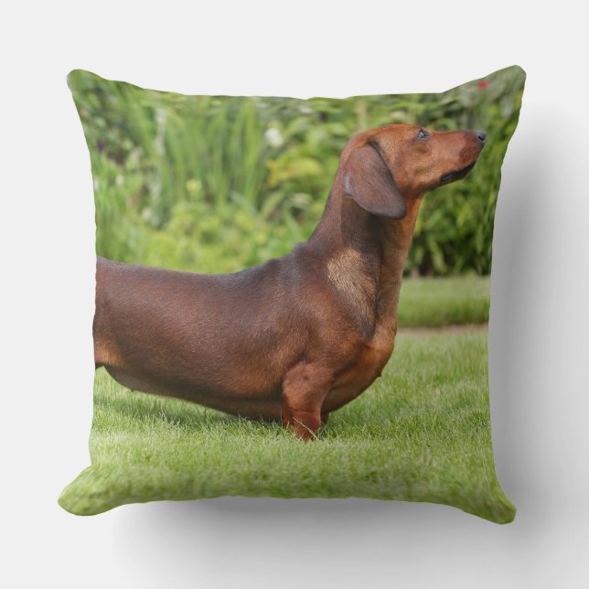 Almofada Dachshund diminuto Liso-de cabelo (Frente)