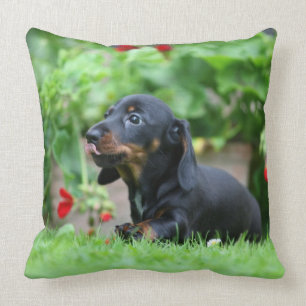 Almofada Dachshund diminuto Liso-de cabelo 1