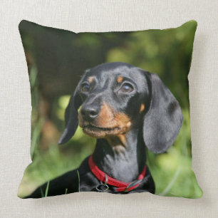 Almofada Dachshund diminuto Liso-de cabelo 3
