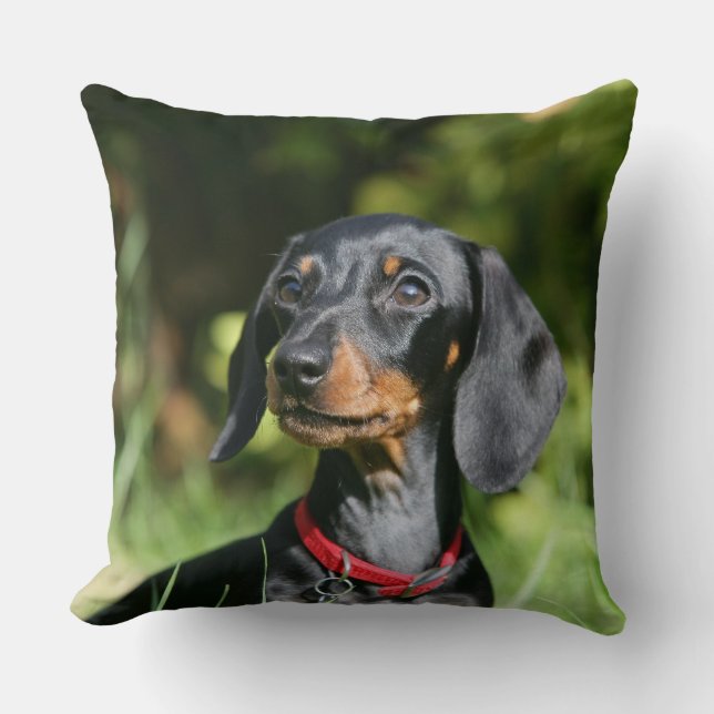 Almofada Dachshund diminuto Liso-de cabelo 3 (Frente)